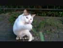 猫じゃらしっぽい草で遊ぶ