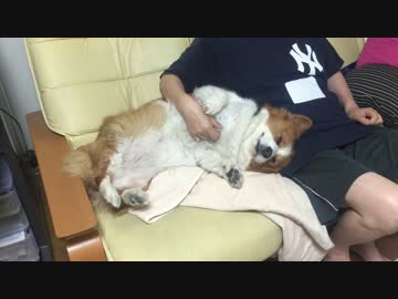[ハル♀]おかんとじゃれ合う犬（コーギー）