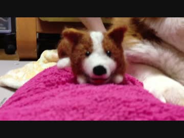 [ハル♀]ぬいぐるみになってしまった犬（コーギー）