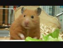 【第70回】 キンクマハムスター「ひま」、なになに？