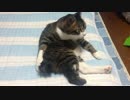 うちの猫の毛繕いを撮影してみた（７月１２日）