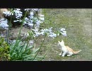 チャウチャウのとある日常？～にゃんこさんのとある日常？！～