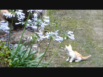 チャウチャウのとある日常？～にゃんこさんのとある日常？！～