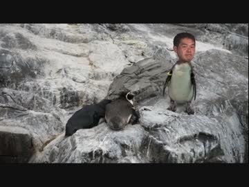 24歳、ペンギンです.mp4