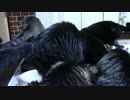 こんしゅうのおやつ【蒼民家の猫々】