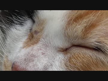 三毛猫とラジオ体操