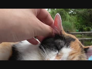 三毛猫を耳掃除
