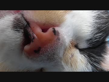 三毛猫仰向けで寝る