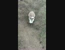 うさぎ２