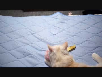 【#440】 ポンポンもってくる　【猫万歳】