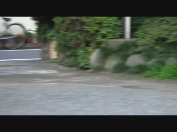 【公園猫戦争】老猫ファミリーの重鎮、公園に帰還する