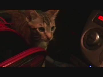 【ティガロビ生活記】さよならティガロビ　～初めての車内編～