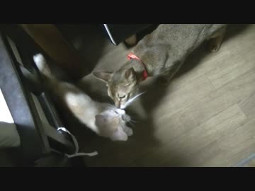 【ティガロビ生活記】さよならティガロビ～実家猫との再会～