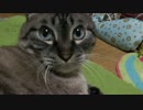 ジャンくんの家猫生活３年７ヶ月