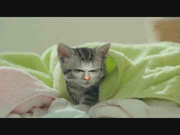 ホルカン　CM　受け（ねこ）、まっしぐら