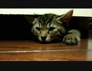 たれ仔猫