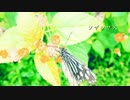 【初音ミク】シザンサス【オリジナル曲】