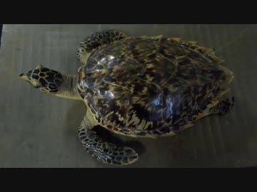Hawksbill turtle タイマイ ウミガメの合体成功