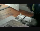 犬小屋に戻りたくないシベリアンハスキー