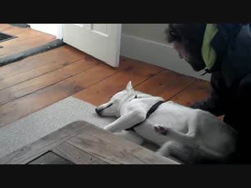 犬小屋に戻りたくないシベリアンハスキー