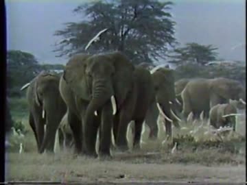 【懐かCM】80年ごろ？のCM（全国/高知）その２