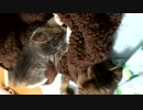 野良猫引取りから1週間目の様子