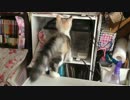 もふり手修行番外編 邂逅…、そして の巻