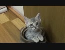 【心霊ちょっといい話part1】その25 恩返し