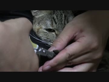 拾いねこ＠生後1106/1073日目　爪きり、今日はアコさんもおとなしめ。