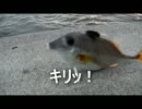 クルマで釣りに行こう♪ part 29 後編【入魂？】