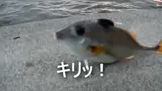 クルマで釣りに行こう♪ part 29 後編【入魂？】