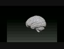 この暑さでも、とろけない脳・Brainの木型５Axis machining