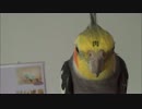 振ると音が鳴るオカメインコ