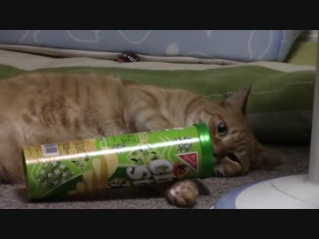 拾いねこ＠生後1107/1074日目　久し振りの大きさ比較・・？