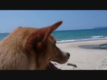 愛犬ナナと平和な日々（3年と95日目）～海～