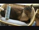 コロコロされてご満悦なゴン太