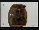 JARO CM 動物カバ編 動物アシカ編(名古屋版)30秒版
