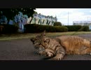 遊んでくれるキジトラ