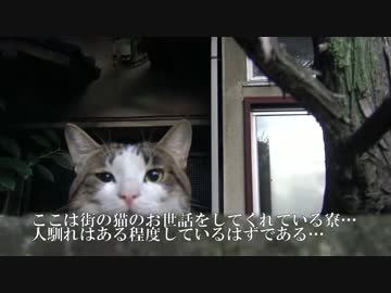 【公園猫戦争】モフり際の闘い！新登場猫のモフりに挑む