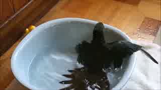 【ウロコインコ】　水浴びでリフレッシュ