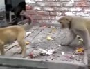 サルと犬のケンカ