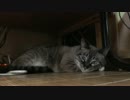パパの歌の音にも慣れたジャンくん