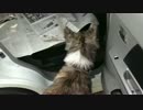 【秋田犬】リベンジ失敗【海くん】