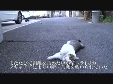 【公園猫戦争】モフり際の攻防…まさかの救世主登場