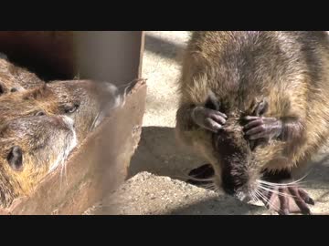 箱に収まるヌートリア