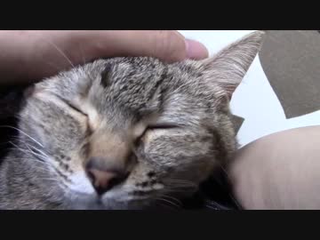 拾いねこ＠生後1109/1076日目　ふくふくつきにょん