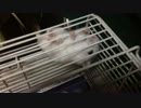 ハムスターのおなかを眺める動画