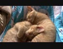 ねこねこがやってきた part７