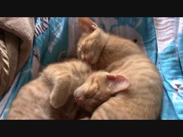 ねこねこがやってきた part７