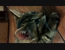 野良猫引取りから2週間